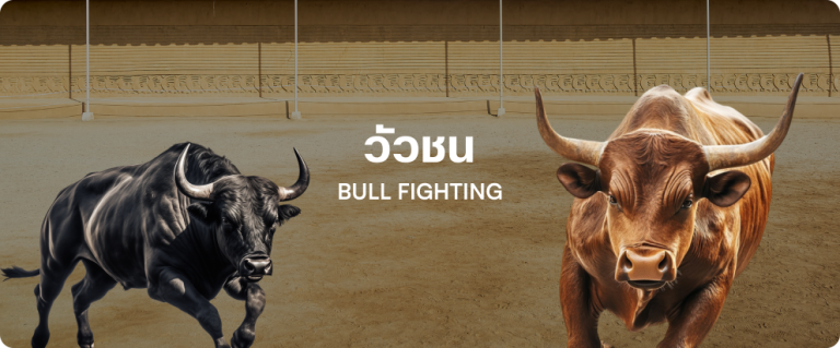 bullfight