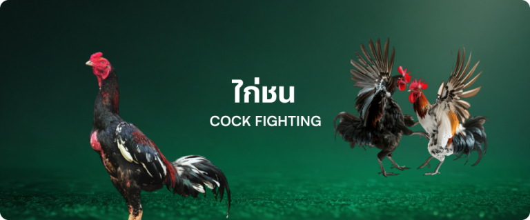 cockfight